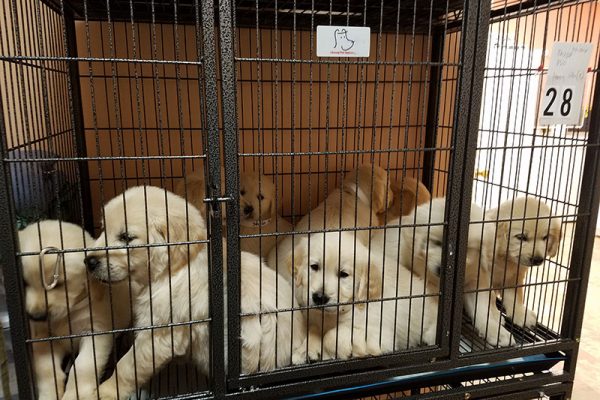 A cage of yellow Labrador puppies