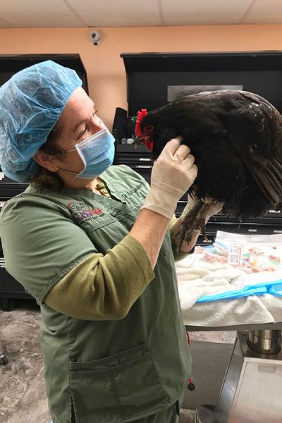 A team member checking a chicken