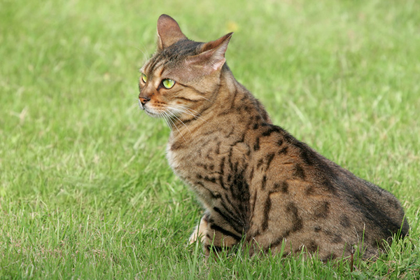 Veterinarian in Conyers, GA