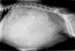 An x-ray of a pregnant pet
