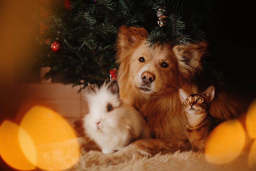 Find out which popular holiday snacks are actually harmful to your pets and what to give them instead